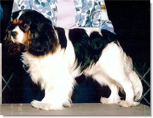 Ch. Hillwood Cannon Rebel