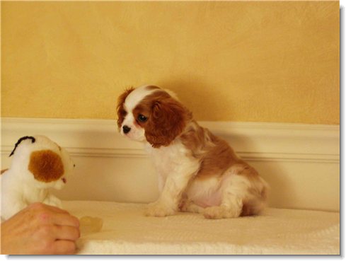 Ch. Flying Colors Cadillac CTS - Cadillac