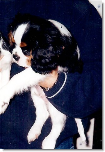 Hampton as a puppy