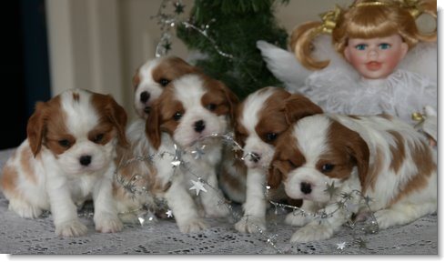 Christmas Puppies!