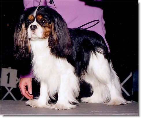 Ch. Hillwood Picture This - PT