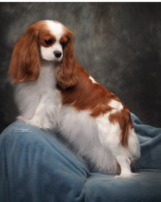 Ch. Flying Colors Cadillac CTS - Cadillac