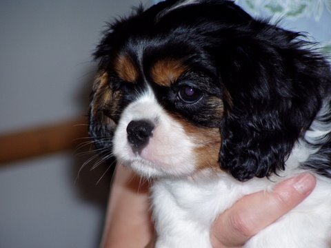 Ch. Hillwood Casio Exilim - Cassy