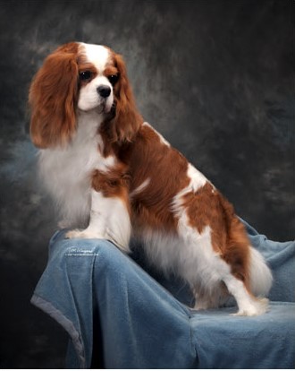 Ch. Winbury Ernest Hemingway - Windsor