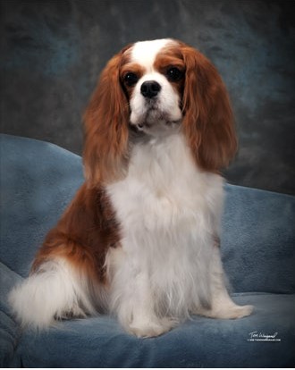 Ch. Winbury Ernest Hemingway - Windsor